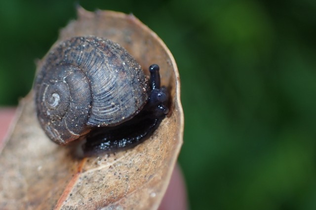 A black snail with a grey shell peeking over the small leaf they&#039;re sitting on.