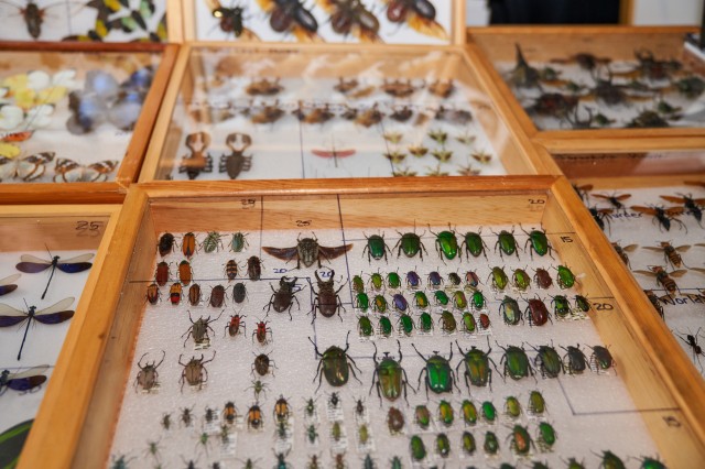 Bug Fair 2022 - Bug collection display case