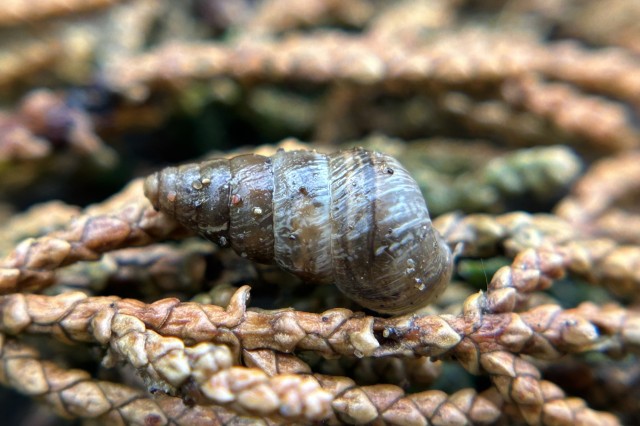 Small Pointed Snail (Cochlicella barbara)