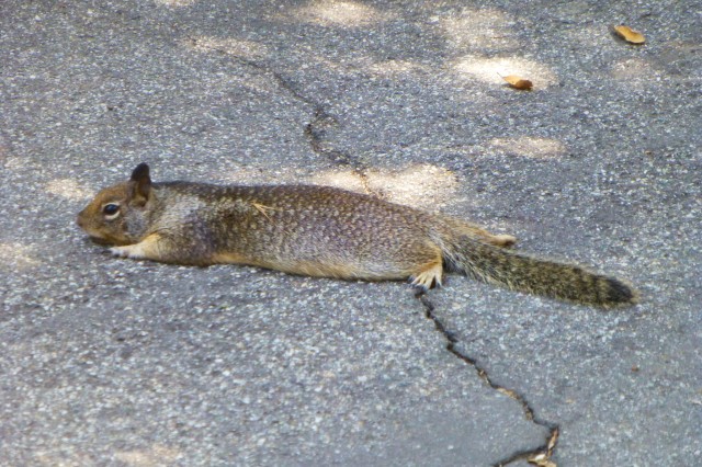 California ground squirrel 