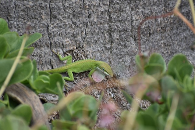 Green anole on the base of a palm tree 
