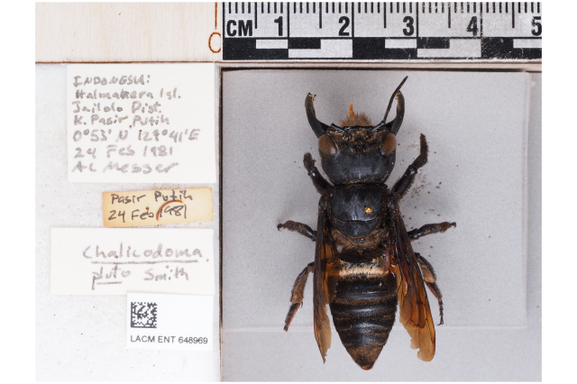 Megachile pluto from NHM entomology collection