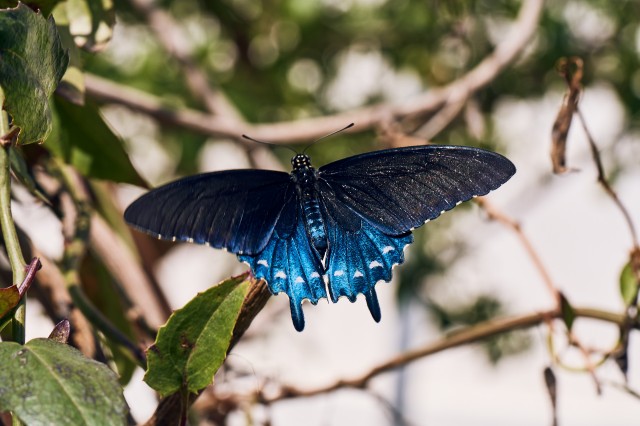 A blue butterfly on a branch in the Butterfly Pavilion
