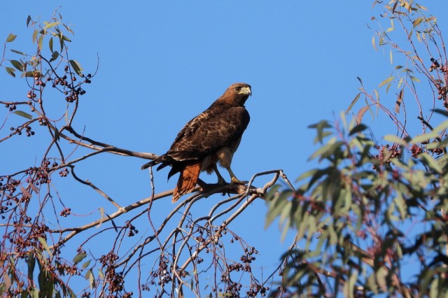 Red-tailed hawk perched on a tree branch