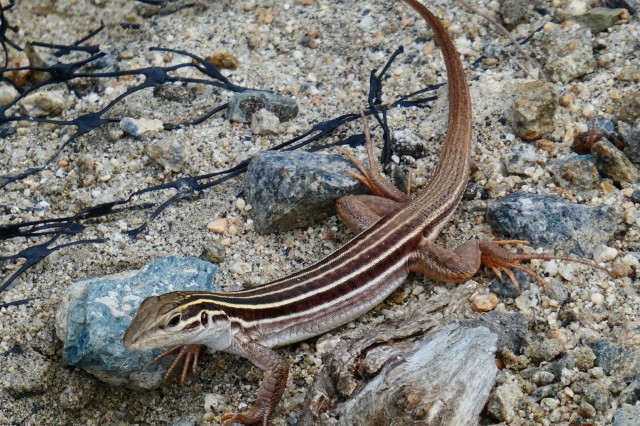 Sonoran whiptail photo from iNaturalist