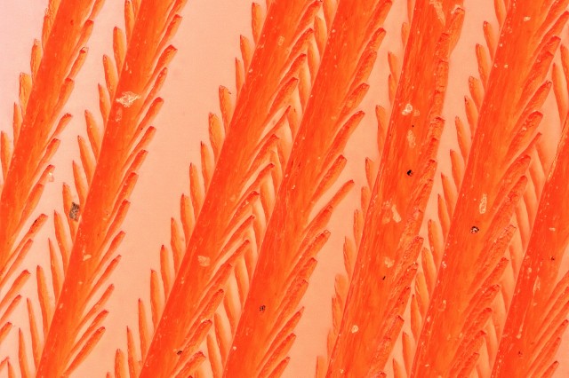 Microscopy image of ramphocelus barbules