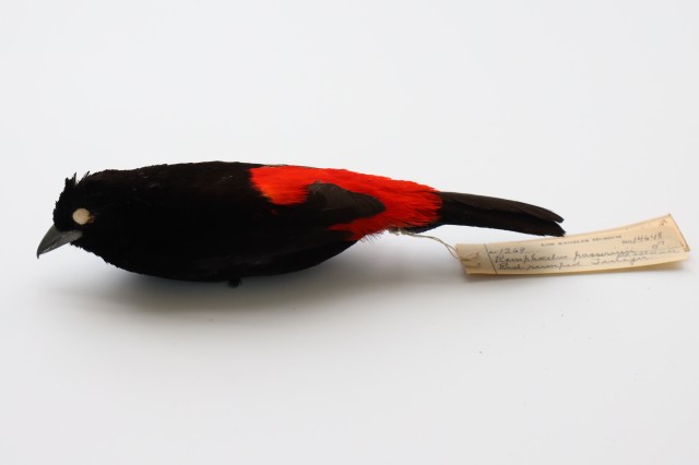 Flame-rumped tanager skin from NHM&#039;s collections