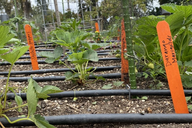 Rows of drip irrigation in NHM&#039;s Edible Gardens