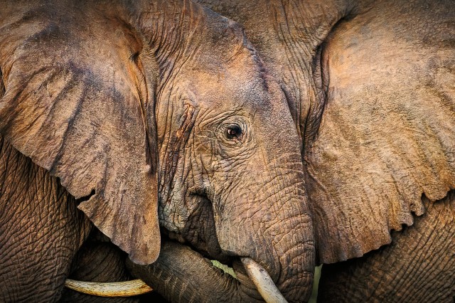 closeup of two elephants from the side that appear to have their trunks and tusks entwined