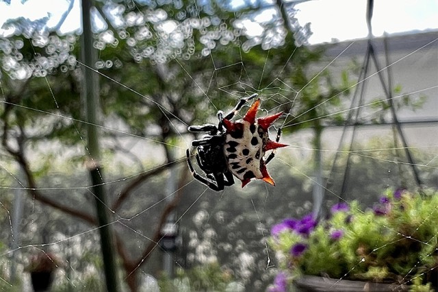 Gasteracantha spider with black and white spots and orange-red spikes