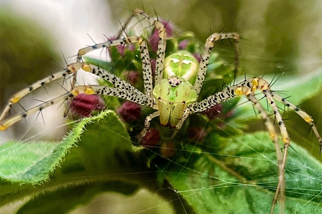 Closeup of a Green Lynx spider with a green body and black spotted and spiky legs