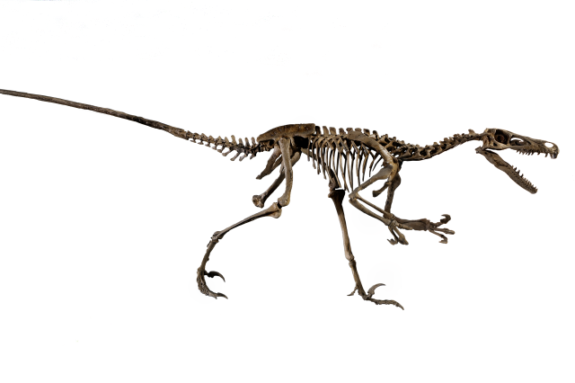 Velociraptor cast on display in NHM&#039;s Dino Hall