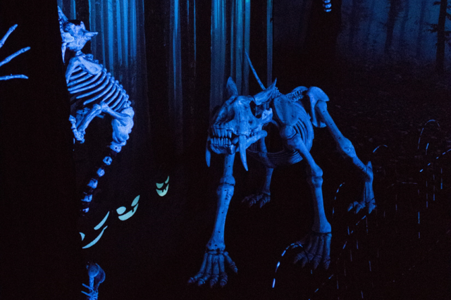 A replica Saber-toothed cat skeleton on a stage and a replica cat skeleton crawling up a curtain with blue lighting against a black backgroung 