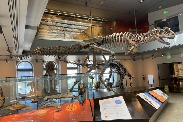 Carnotaurus skeleton in 