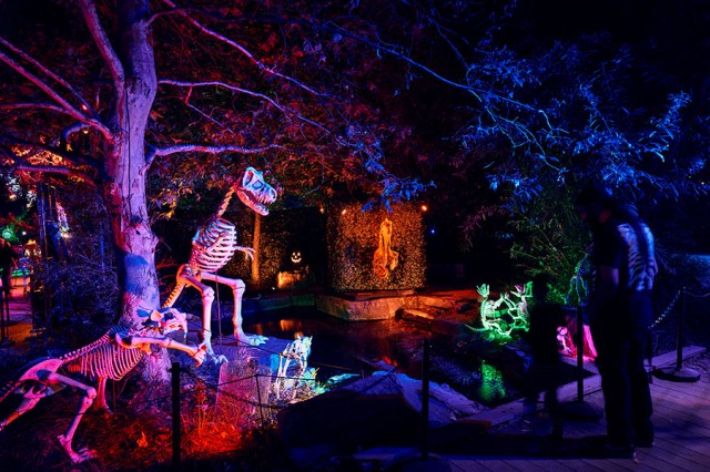 A visitor from behind looking at dinosaur skeletons installed next to a small pond, with pink, purple, blue, and green lighting