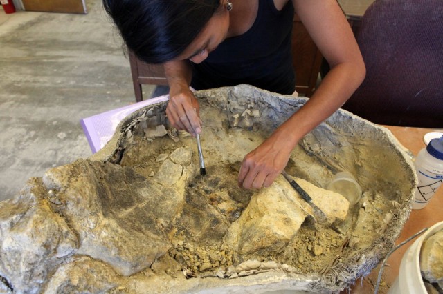 Mairin Balisi leaning over a fossil bones encased in a jacket and sweeping a small brush over the fossil.