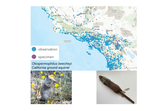 California ground squirrel map insert