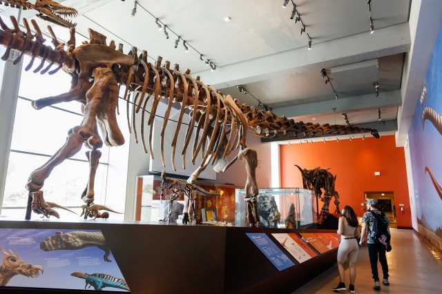 Visitors looking up at a dinosaur skeleton