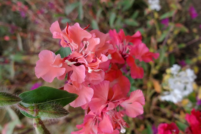 Elegant Clarkia flower from Nature Gardens at NHM