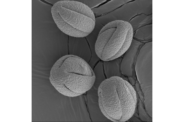 Monkey flower pollen under Scanning Electron Microscope