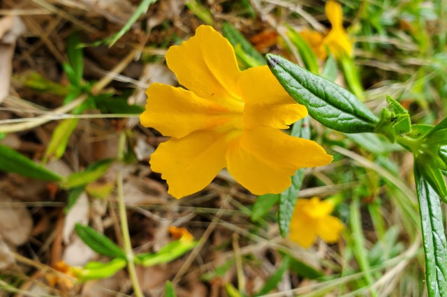 A monkey flower growing in the Nature Gardens