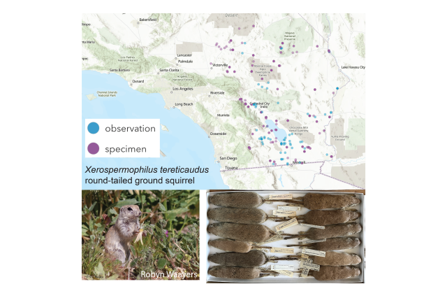 round-tailed ground squirrel map insert
