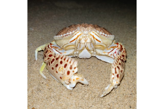 A box crab underwater on the sand from iNaturalist user Snakey Danial