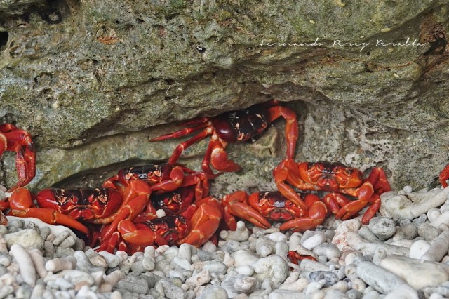 Christmas Island Red Crabs crawling into a burrow by iNaturalist user Fernando Pérez Peralta