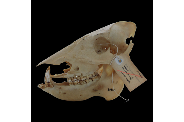 Chacoan peccary skull
