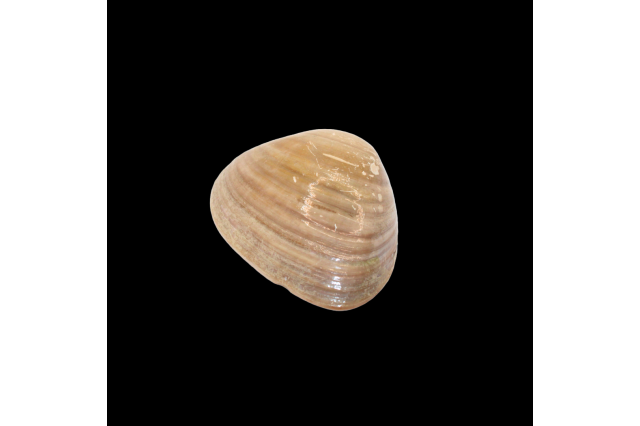 Chocolate clam | Megapitaria squalida