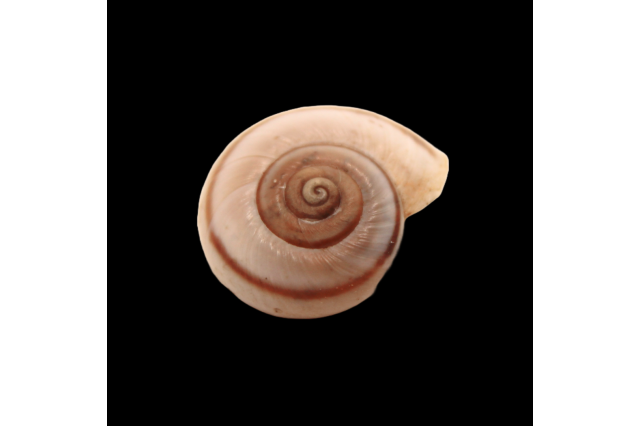 Chocolate land snail in the collections | Eremarionta rowelli chocolata 