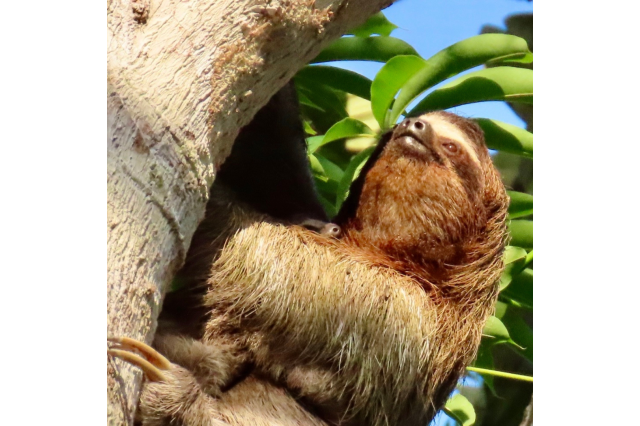 Brown-throated Three-toed Sloth 