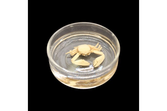 Chocolate porcelain crab in glass dish