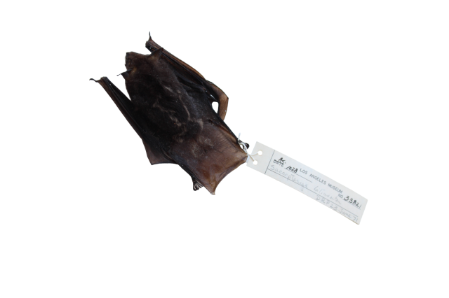 Chocolate bat from collections