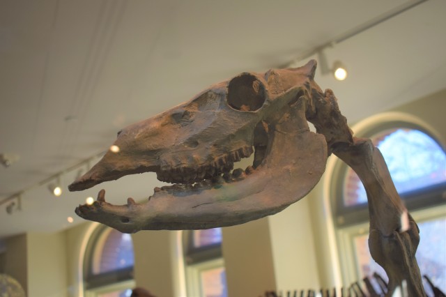 skull of extinct camelid