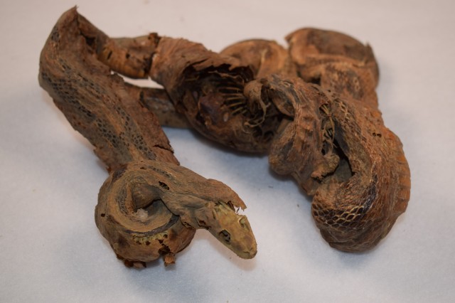 coiled mummified snake 