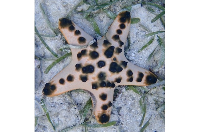 Chocolate chip sea star (Protoreaster nodosus)