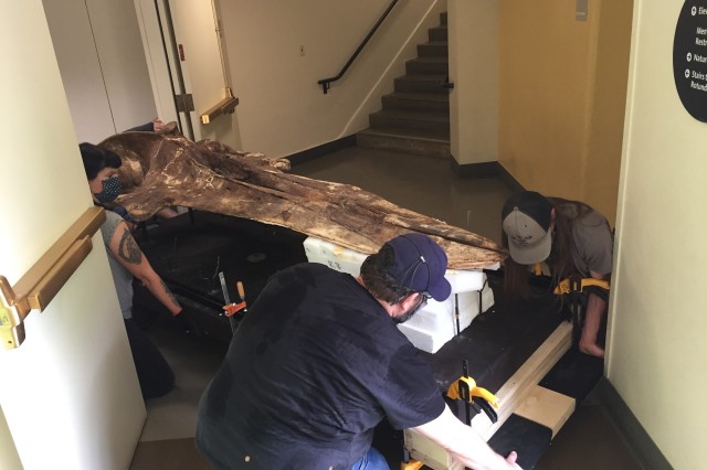 Museum staff help the Lincoln Heights Whale turn a corner 