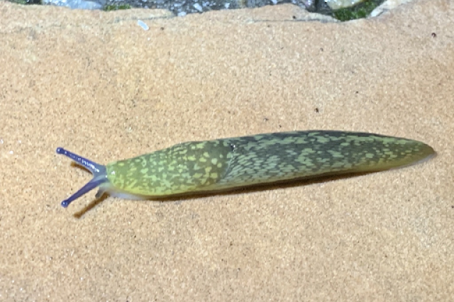 Green slug from above on sand