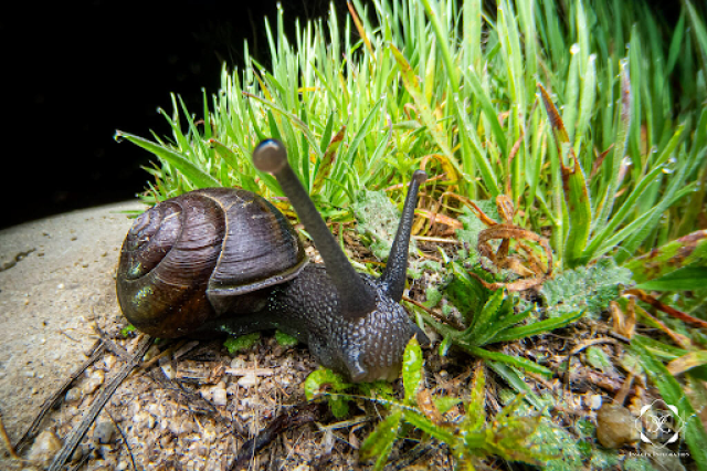 Brown snail from above in green grass