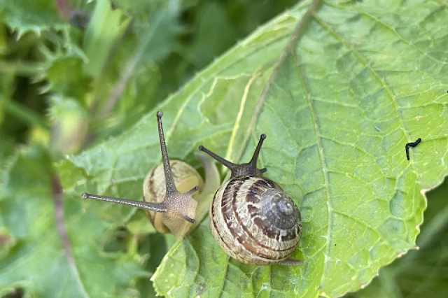 Two tan and brown striped snails on a green leaf