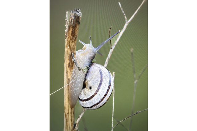 Gray and white striped snail on a branch against a green background