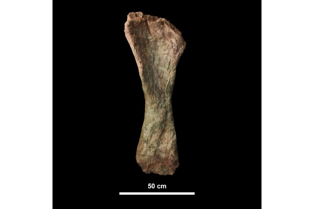 A green fossil bone from the new sauropod on display at NHM