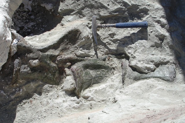 Green fossil emerging from rock and sand with a hammer for scale