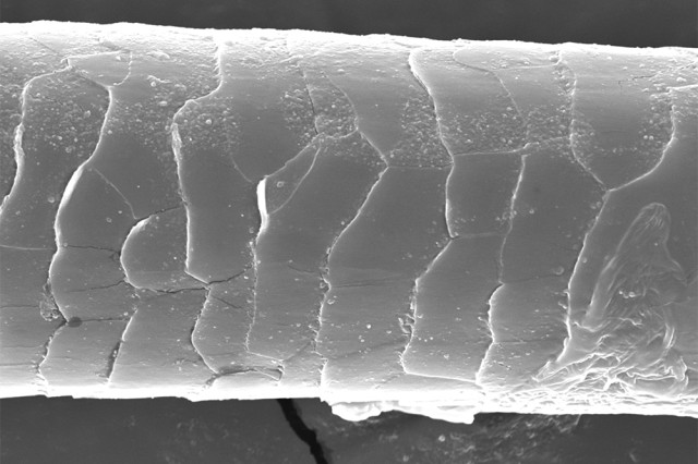 Close up of scaly tube-like organism from the side in black and white