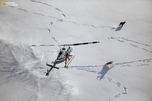 Helicopter hovering in the air above wolves making tracks in the snow