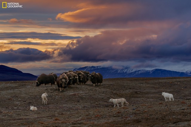 Wolves in the foreground and bison in the background with mountains and a sunset behind them
