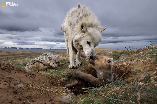 White wolf leaning over a tan wolf cub emerging from a hole in the ground