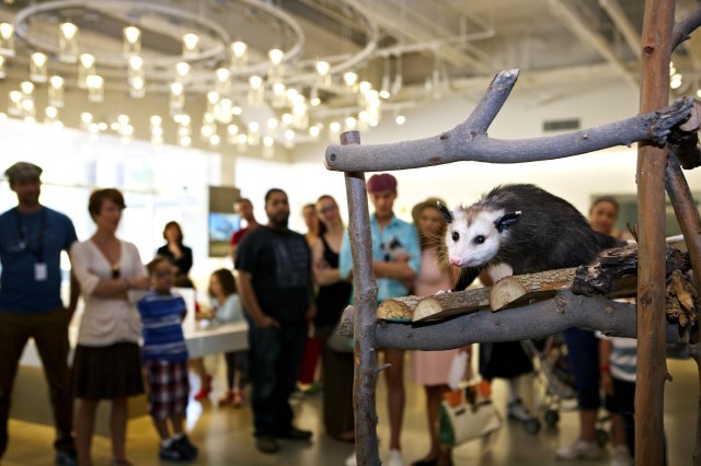 Opossum on a stick sculpture with an audience in the background