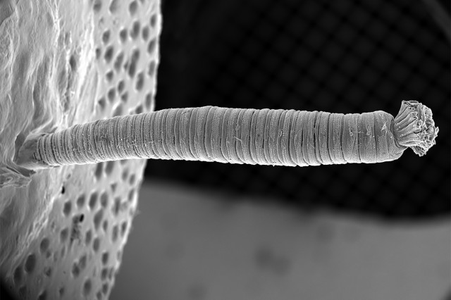 Tubular organism protruding from a circular shape in black and white